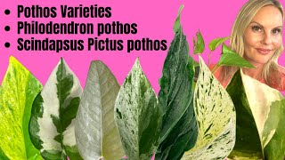 Pothos Varieties  Philodendron pothos  Scindapsus Pictus pothos  MOODY BLOOMS [upl. by Eugaet]