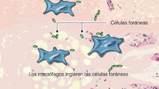 ¿Que es la Fagocitosis [upl. by Kin]