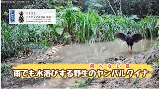 【雨でも水浴びする】野生のヤンバルクイナ・沖縄やんばる生き物ライブ配信 20241107 [upl. by Nodarse]