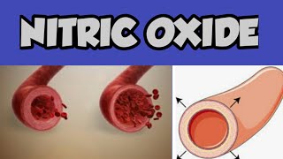 Nitric oxide pharmacology [upl. by Drofnelg]