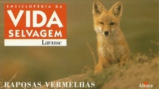 Vida Selvagem  Raposas Vermelhas  Parte 1  5 [upl. by Akienat]