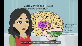 Centros visuales y centros auditivos Psicología básica localización de funciones en el cerebro [upl. by Wyly94]