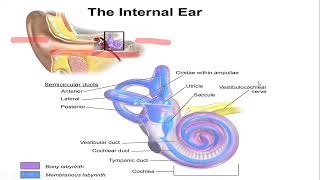 EYE  Sense Organ  Class 12 NEB [upl. by Cottle]