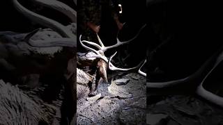 ELK HUNTING 2023  MULE DEER HUNTING 2023  NEW HUNTING VIDEOS COMING SOON [upl. by Brittany]