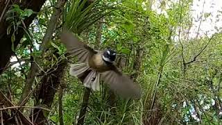 The New Zealand Fantail flying in slow motion showing how they stabilize their head [upl. by Anjela]