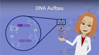 DNA Aufbau leicht erklärt [upl. by Zoi]