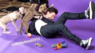 Tom Holland Buzz Feed Puppy Interview BTS [upl. by Ixel91]