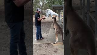 KANGAROO ATTACKS FATHER amp SON 😂🦘🥊 australia comedy [upl. by Jordan6]