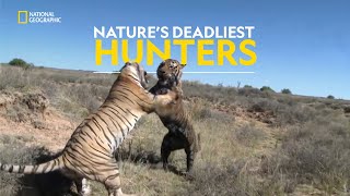 Kill or Be Killed  World’s Deadliest  हिंदी  Full Episode  S3  E1  Nat Geo Wild [upl. by Elyn]