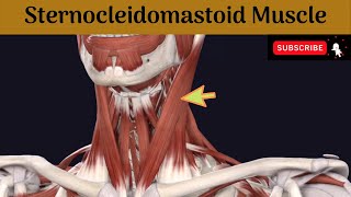 Sternocleidomastoid muscle  Attachment  Nerve Supply  Action  Relations [upl. by Einotna353]