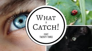 What a Catch  Part 23 A Miraculous Ladybug Fanfiction [upl. by Janet]