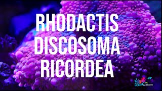 Ces coraux sont assez faciles  Ricordea Rhodactis Discosoma [upl. by Jo-Ann]