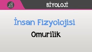 İnsan Fizyolojisi  Omurilik [upl. by Eiral]