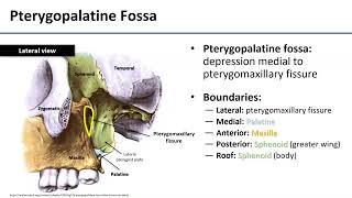 Pterygopalatine Fossa [upl. by Nirrok130]