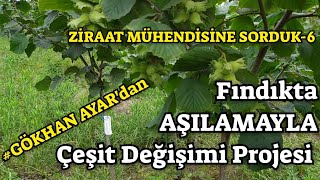 Fındıkta AŞILAMA Yöntemiyle Çeşit Değişimi Nasıl olur  GÖKHAN AYAR [upl. by Roswald]