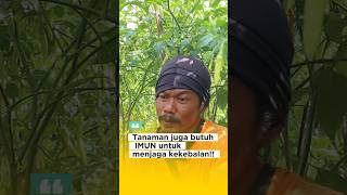 Tanaman cabe rawit juga membutuhkan imun kekebalan tanaman caberawit [upl. by Rora]