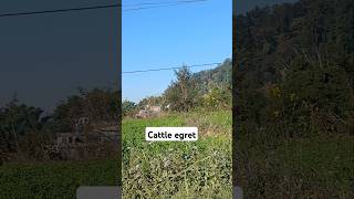 Cattle egret nature peace birdwatching [upl. by Cattima590]