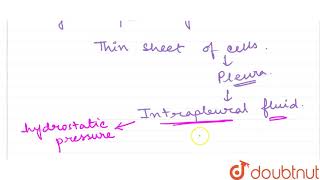 Between breaths the intrapleural pressure is approximately  mmHg less than atmospheric p [upl. by Anoiuq]