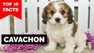 Cavachon  Top 10 Facts [upl. by Fital]