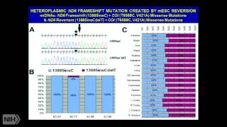 A Mitochondrial Etiology of Metabolic and Degenerative Diseases Cancer and Aging [upl. by Benedick]