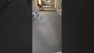 Complete concrete basement floornow the owner wants to put tile or carpet on top concrete work [upl. by Babby104]