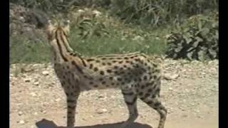 Serengeti Serval Hunting [upl. by Siloam931]