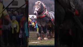 The Shire horse the largest horse breed in the world that you may not know about shirehorse horse [upl. by Ainotahs]