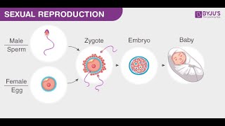 Biology  class 8 to 10 Chapter reproduction in Humans And Animals [upl. by Pinkham851]