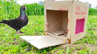 Best Pigeon Traps Using Cardboard Box 📦  How To Make A Pigeon Trap  qbtraps [upl. by Isaacs]