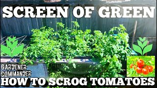 HOW TO SCROG WITH TOMATOES  Simple steps to have a Variety of Fresh Tomatoes on a Screen of Green [upl. by Brahear]