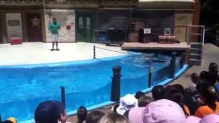 Sea Lion Show Gone Wrong  Sea World San Diego [upl. by Hardwick]