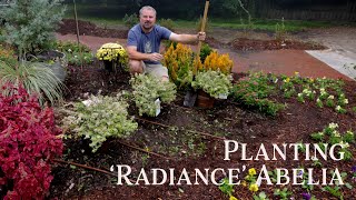 Planting ‘Radiance’ Abelia  Variegated Flowering Evergreen Deer Resistant [upl. by Tharp977]