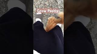 Grow Pastly  cats catlover trending youtubeshorts [upl. by Clementius]