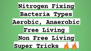 Nitrogen Fixing Bacteria  Aerobic and Anaerobic Free Living and Non free living Tricks 🔥  NEET [upl. by Rocray]