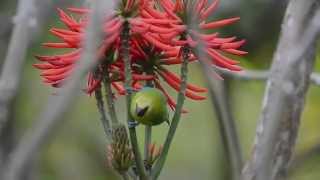 藍翅葉鵯 Blue winged Leafbird [upl. by Zanze773]