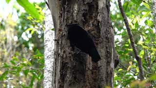 Paradise Riflebird O’Reilly’s Rainf Retreat Lamington NP Queensland Australia 5 Nov 2022 2 [upl. by Yenal]