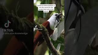 The worlds loudest birdwhite Bellbird [upl. by Thorvald]