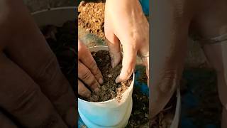 How to grow New Plants trending plants gardening garden [upl. by Cheri]