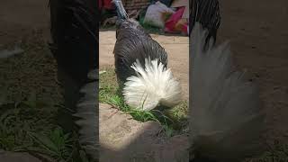 White Crested Black  peternakmurniayamsiamindonesia ayamhiasindonesia ayamhiasnusantara [upl. by Depoliti]