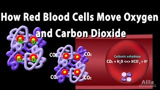 How Red Blood Cell Carry Oxygen and Carbon Dioxide Animation [upl. by Neit]