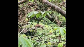 COATI eating high up in the tree in the Monteverde Cloud Forest of Costa Rica 2024 travel animals [upl. by Mortimer774]