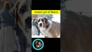 Taught the intelligent dog to run away shorts youtubeshorts shortsfeed [upl. by Nahraf]