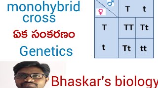 Monohybrid cross intermediate second year botany important questions [upl. by Sadnak269]