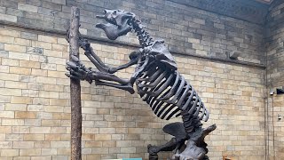 Giant ground sloth skeleton [upl. by Judi]