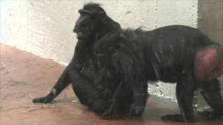 Black Crested Macaque Wants Some Grooming [upl. by Srednas]