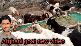 pahari bakra mandi dera ismail khan new update latest goat goatfarming humkhalil [upl. by Yramanna]