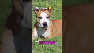 Todo sobre el AMÉRICAN STAFFORDSHIRE stanforshirebullterrier pitbullstanfordpitbull viralshort [upl. by Garrett22]