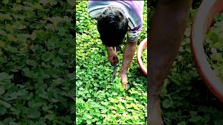 See What He Was Harvesting Water Clover shorts [upl. by Moule]