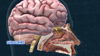 The Human Top 5 Sense Organs in 3D view humanbody humanbodyfacts [upl. by Natala320]