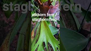 elkhorn fernstaghorn fern and birds nest fern fernplant houseplants gardening youtubeshorts [upl. by Ydoc]